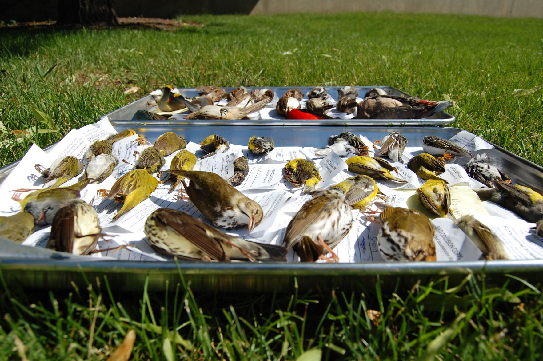 Dead birds